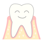 乳歯と永久歯について あきる野市の年中無休の歯医者 きらら歯科